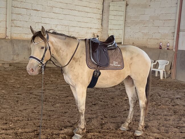 Royal Belgien Palomino Stute 5J. Quater/Araber, Sandra Horchler, Horses For Sale, Hirschhorn, Image 4