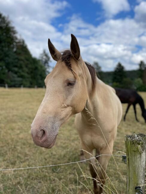 Royal Belgien Palomino Stute 5J. Quater/Araber, Sandra Horchler, Horses For Sale, Hirschhorn, Image 2