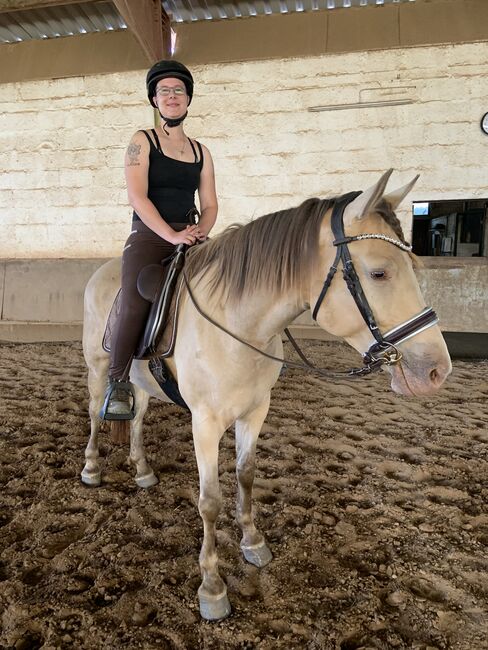 Royal Belgien Palomino Stute 5J. Quater/Araber, Sandra Horchler, Horses For Sale, Hirschhorn, Image 5