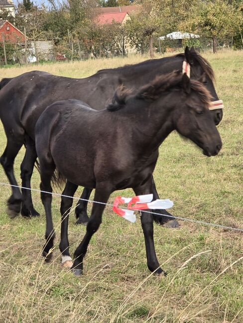 Verkaufe verschiedene pferde, Yvonne , Konie na sprzedaż, Grimma, Image 7