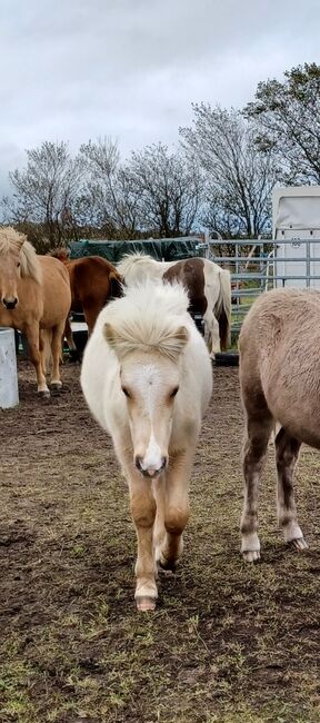 Jährlingshengst von Valgarð frá Kirkjubæ, Marion Rethwisch, Horses For Sale, Nieblum, Image 3