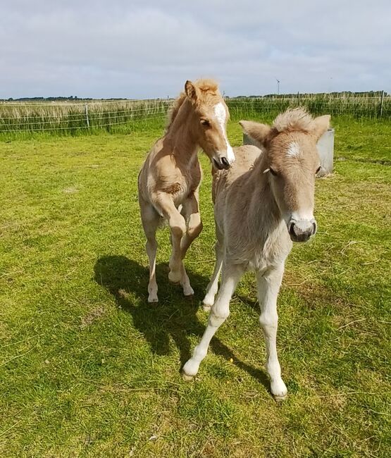 Jährlingshengst von Valgarð frá Kirkjubæ, Marion Rethwisch, Horses For Sale, Nieblum, Image 5