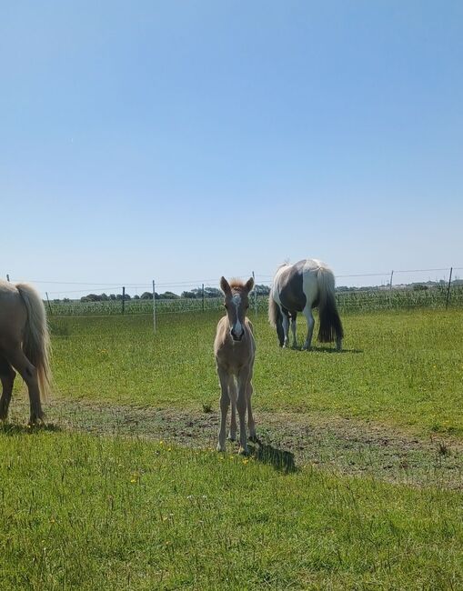 Jährlingshengst von Valgarð frá Kirkjubæ, Marion Rethwisch, Horses For Sale, Nieblum, Image 6