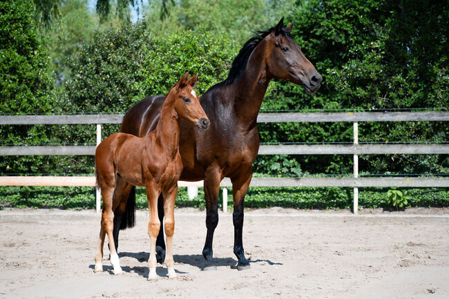 Jährlingshengst, Britta , Horses For Sale, Nordhorn, Image 2