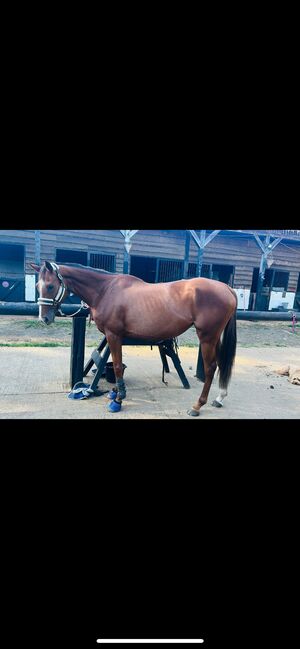 Ruby- a super eventer the making, Jordan Thompson, Horses For Sale, Lyne, Image 2