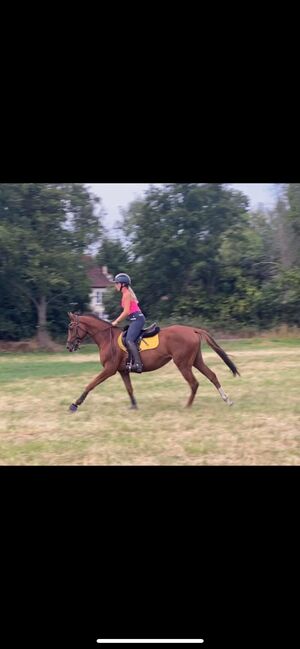 Ruby- a super eventer the making, Jordan Thompson, Horses For Sale, Lyne, Image 3