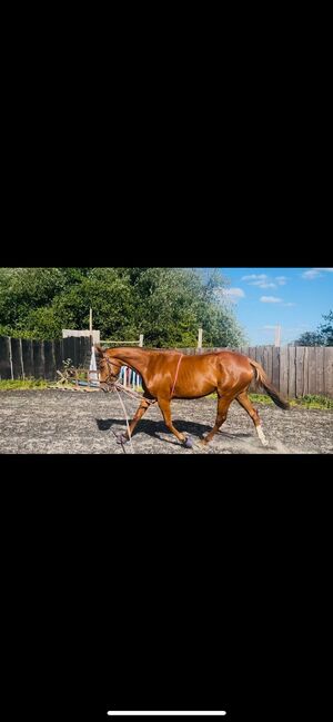 Ruby- a super eventer the making, Jordan Thompson, Horses For Sale, Lyne