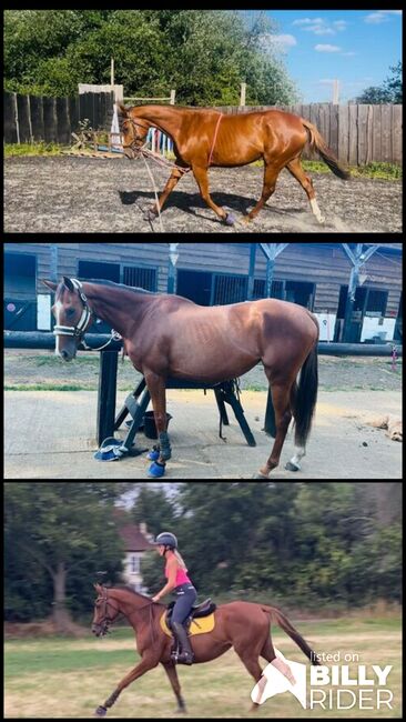 Ruby- a super eventer the making, Jordan Thompson, Horses For Sale, Lyne, Image 4