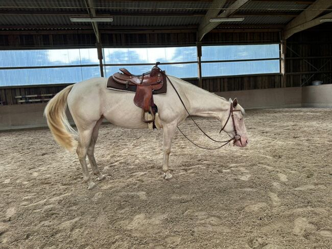 In sich ruhende, tolle Paint Horse Stute, Kerstin Rehbehn (Pferdemarketing Ost), Pferd kaufen, Nienburg, Abbildung 2