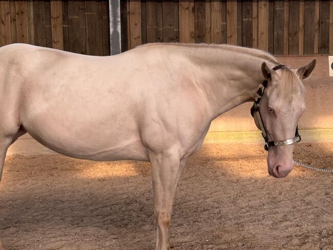 In sich ruhende, tolle Paint Horse Stute, Kerstin Rehbehn (Pferdemarketing Ost), Pferd kaufen, Nienburg, Abbildung 3