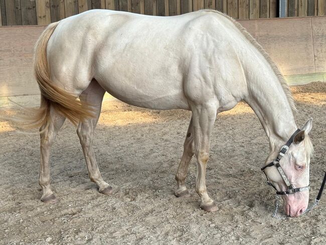 In sich ruhende, tolle Paint Horse Stute, Kerstin Rehbehn (Pferdemarketing Ost), Pferd kaufen, Nienburg, Abbildung 6