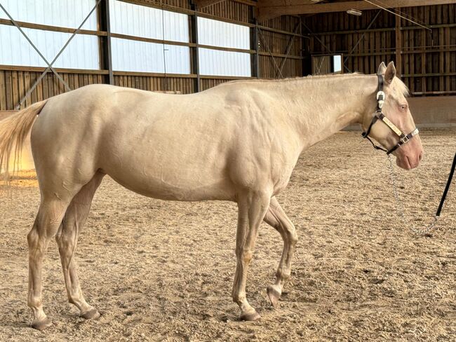 In sich ruhende, tolle Paint Horse Stute, Kerstin Rehbehn (Pferdemarketing Ost), Pferd kaufen, Nienburg, Abbildung 9