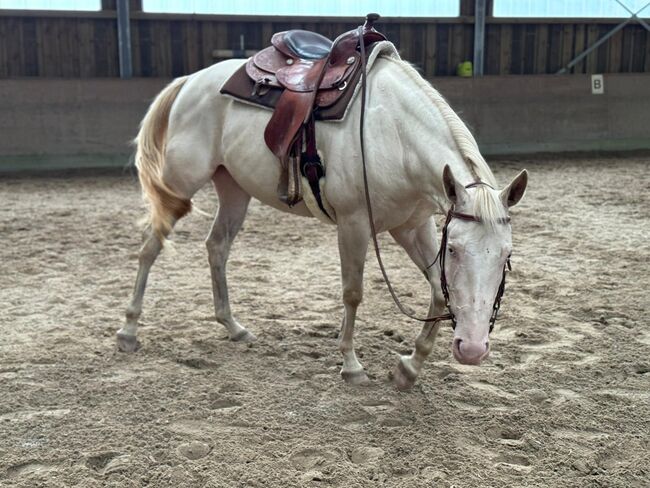 In sich ruhende, tolle Paint Horse Stute, Kerstin Rehbehn (Pferdemarketing Ost), Pferd kaufen, Nienburg, Abbildung 10