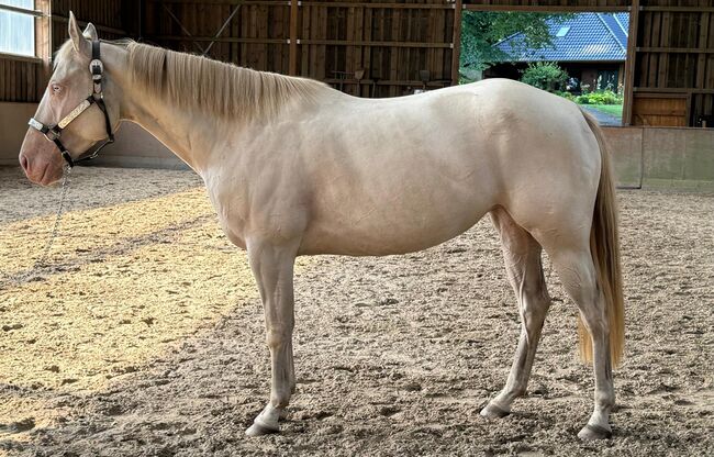 In sich ruhende, tolle Paint Horse Stute, Kerstin Rehbehn (Pferdemarketing Ost), Pferd kaufen, Nienburg