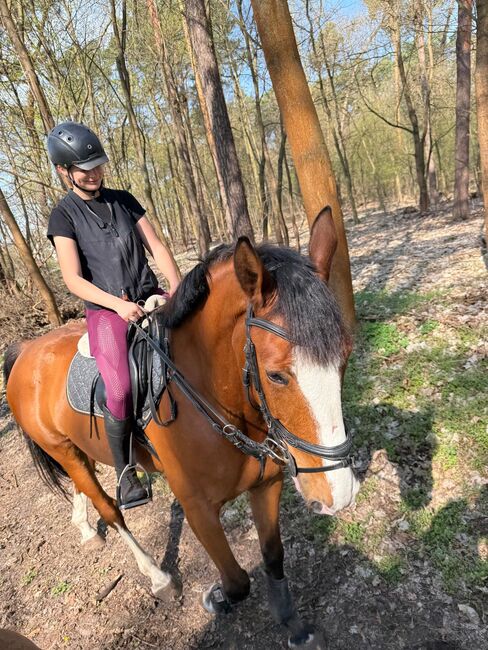 Wallach 7J ca 1,67m, Ivonne, Horses For Sale, Rietz-Neuendorf Neubrück (Spree), Image 2