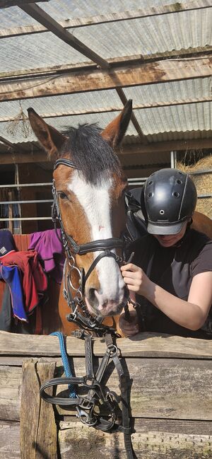 Wallach 7J ca 1,67m, Ivonne, Horses For Sale, Rietz-Neuendorf Neubrück (Spree), Image 3