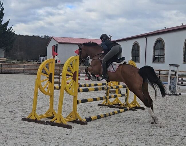 Wallach 7J ca 1,67m, Ivonne, Horses For Sale, Rietz-Neuendorf Neubrück (Spree), Image 5