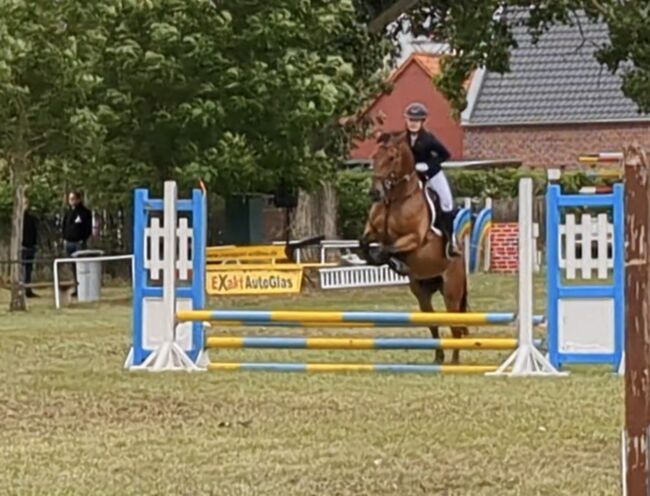 Wallach 8 Jahre, Franzi, Horses For Sale, Uthmöden, Image 4
