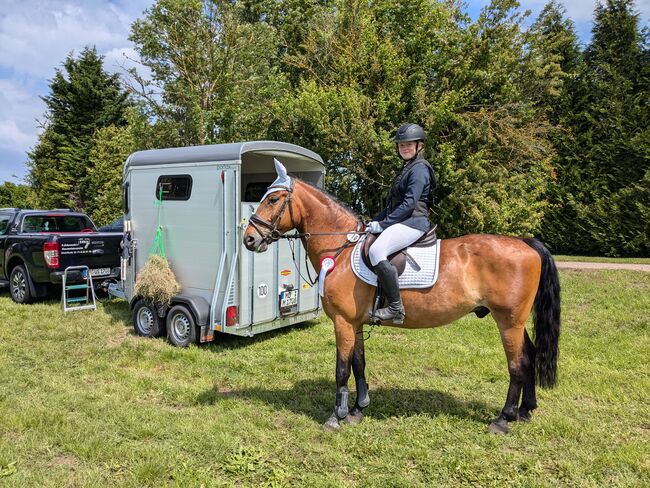 Wallach 8 Jahre, Franzi, Horses For Sale, Uthmöden, Image 5