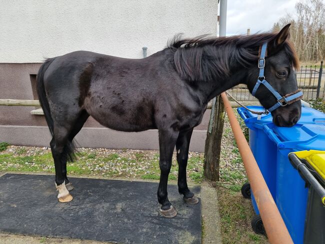 Wallach als beisteller, Franziska , Horses For Sale, Dreetz