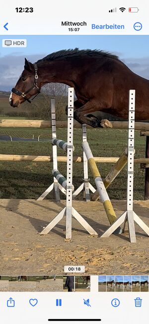 Wallach ca 1,70 cm von Leevster Pferd Springen Dressur, Kat, Horses For Sale, Münstermaifeld, Image 5