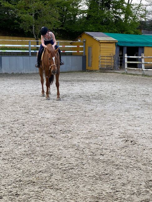 Großrahmiger, gangstarker Rheinländer Wallach, Kerstin Rehbehn (Pferdemarketing Ost), Horses For Sale, Nienburg, Image 6