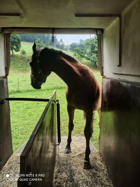 großrahmiger Wallach, Klara, Horses For Sale, Eisenberg, Image 2