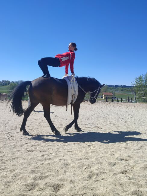 Wallach mit viel Energie, Claudia, Horses For Sale, Zwettl, Image 2