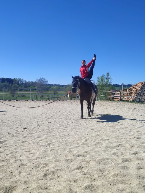 Wallach mit viel Energie, Claudia, Horses For Sale, Zwettl, Image 3