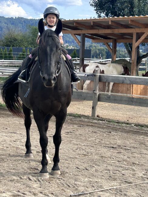 Wallach Quarter/Polo mix, Andrea , Horses For Sale, Tainach