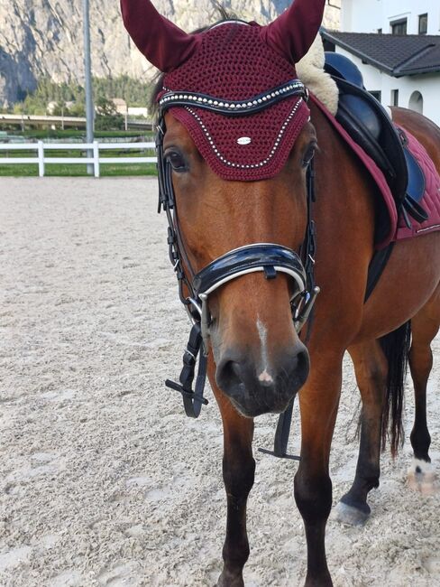 Wallach zum Verkauf, Monika , Horses For Sale, Unterperfuss