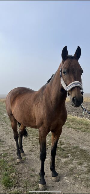 Schicker Wallach zu verkaufen, Zoe Hackenberg, Horses For Sale, Wien, Floridsdorf, Image 2