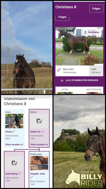 Wallach zu verkaufen, Privat , Horses For Sale, Engen, Image 6