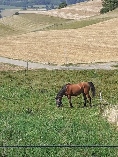 Wallach zu verkaufen, Privat , Horses For Sale, Engen, Image 5