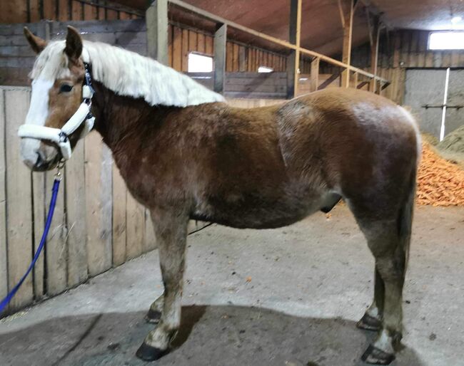 Wallach zu verkaufen, Rasa, Horses For Sale, Gelsenkirchen , Image 3