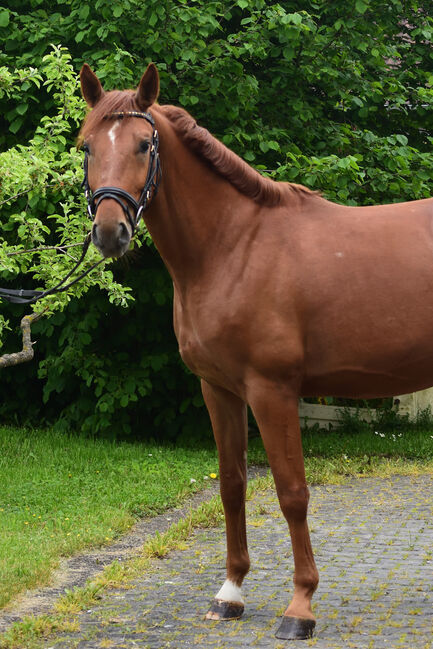 Schicker Wallach zu verkaufen, Brigitte Zelhuber (Pferdezucht Zellhuber), Horses For Sale, Moosmühle