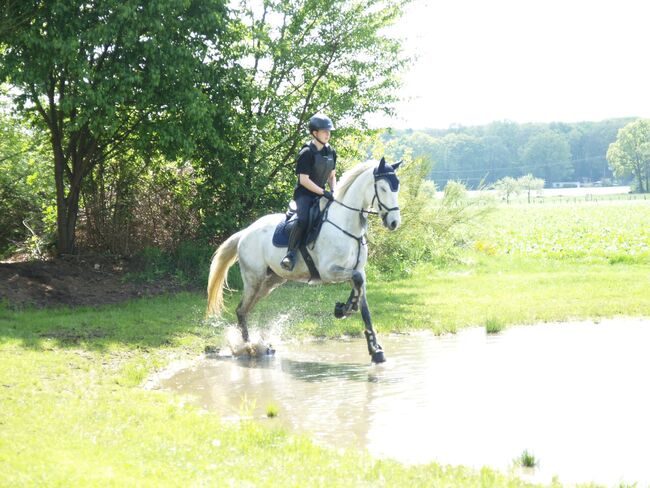 Wallach zu verkaufen, Tanja , Horses For Sale, Rees