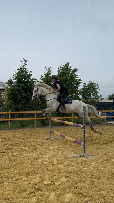 Wallach zu verkaufen, Tanja , Horses For Sale, Rees, Image 7