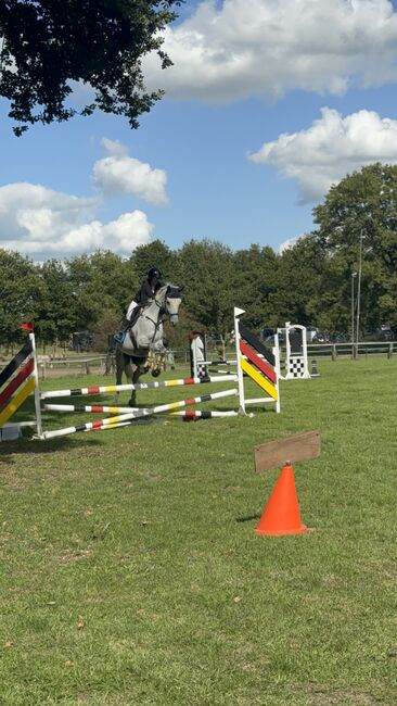 Wallach zu verkaufen, Tanja , Horses For Sale, Rees, Image 3