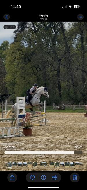 Wallach zu verkaufen, Tanja , Horses For Sale, Rees, Image 11