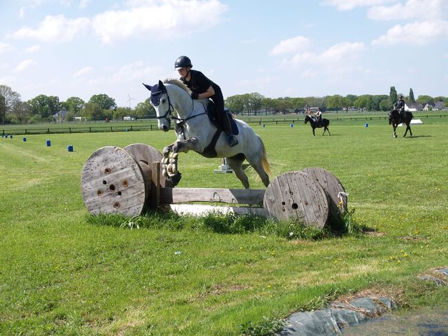 Wallach zu verkaufen, Tanja , Horses For Sale, Rees, Image 10
