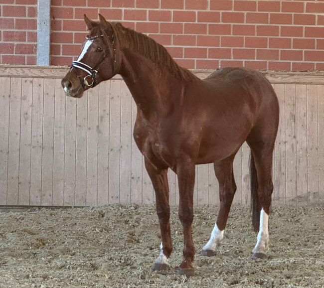 Wallach von Be my Dancer *2023, Janik, Horses For Sale, Bocholt