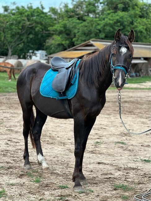 Wallach Fohlenpferd 3 Jahre alt, Regina Fésüs, Horses For Sale, Székesfehérvár, Image 3