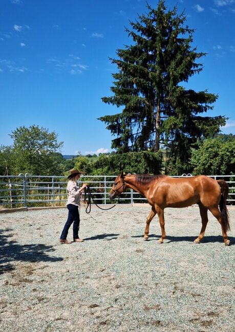 Wallach sucht Herzensmensch, Elaine Bentler, Horses For Sale, Kienberg, Image 2