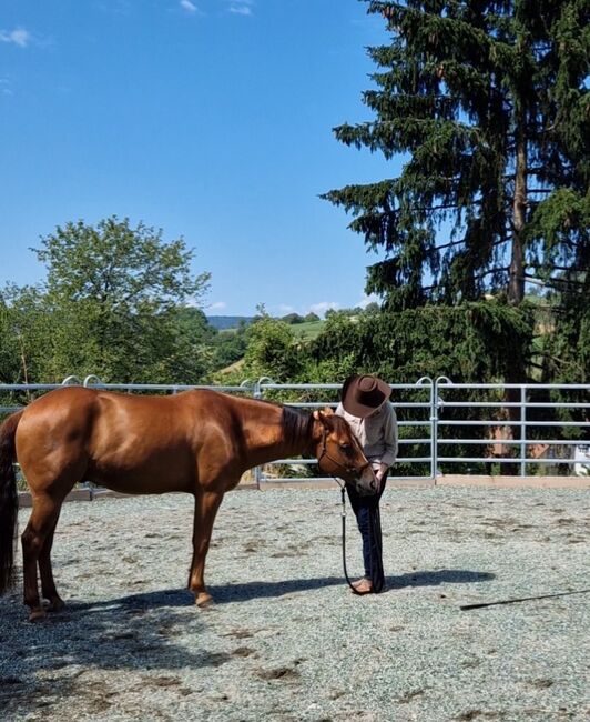 Wallach sucht Herzensmensch, Elaine Bentler, Horses For Sale, Kienberg