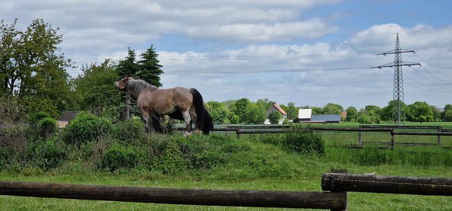 Reitbeteiligung an Kaltblutstute, Sabine , Horse Sharing, Ahlen, Westfalen, Image 4