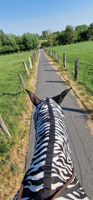 Reitbeteiligung an Kaltblutstute, Sabine , Horse Sharing, Ahlen, Westfalen, Image 2