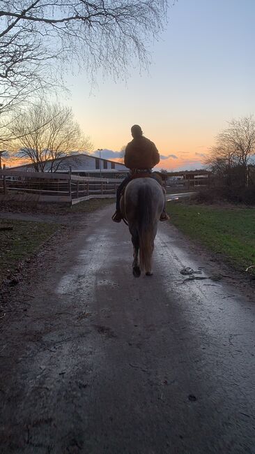 Wallach sucht neuen Möhrchengeber, Yvonne Wendel, Horses For Sale, Eckental, Image 12