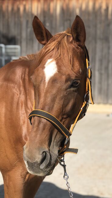 leichtrittige liebe Stute, Reitschule Petra Kronwitter (Reitschule Petra Kronwitter Mainbernheim), Horses For Sale, Mainbernheim