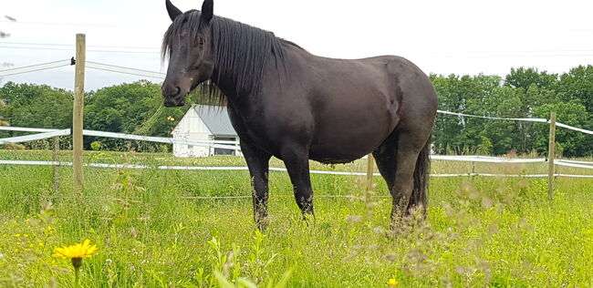 Rohdiamant zu Verkaufen, Magdalena Marics, Horses For Sale, Unterpurkla